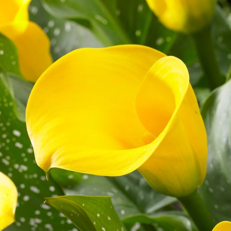 Zantedeschia - Gold Label