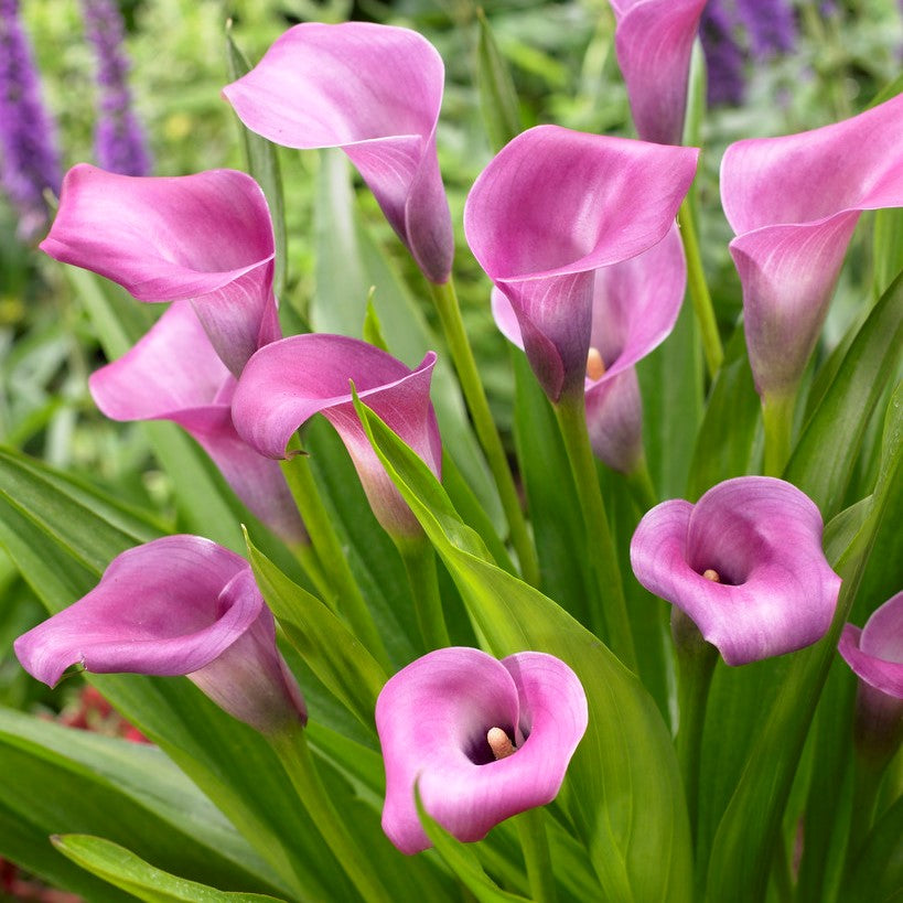 Zantedeschia - Grape Velvet