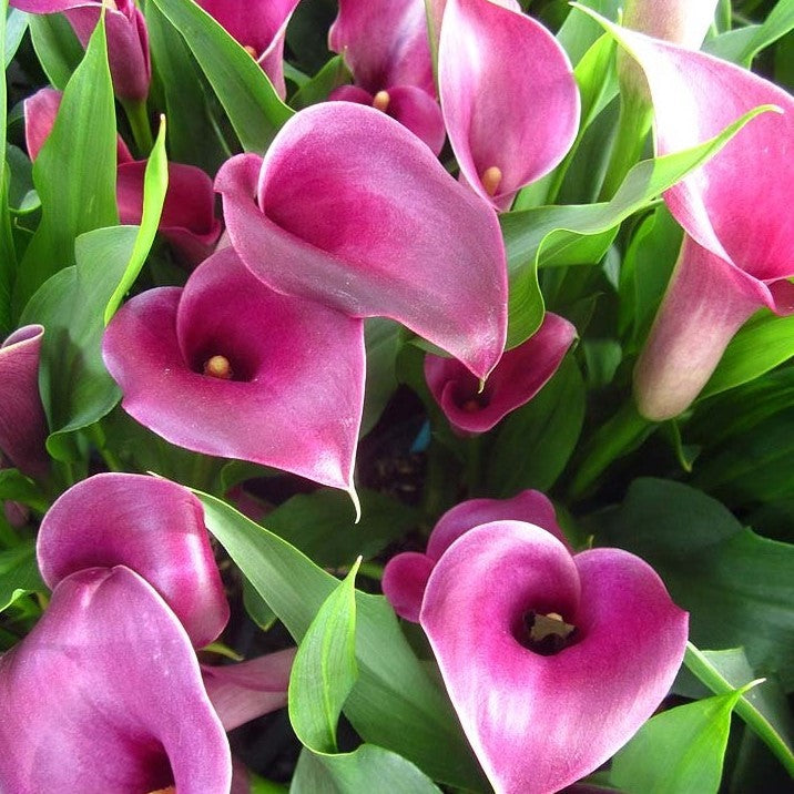 Zantedeschia - Grape Velvet