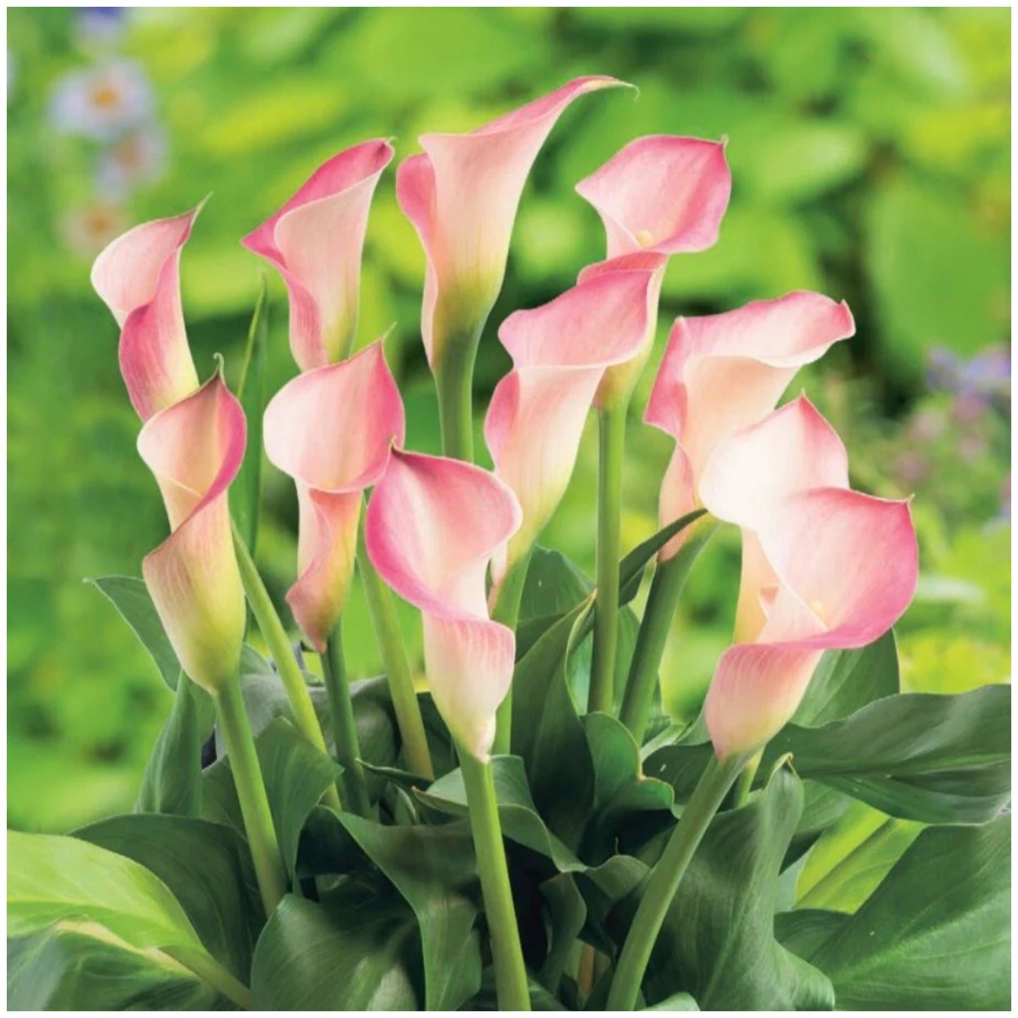 Zantedeschia - Strawberry Blush