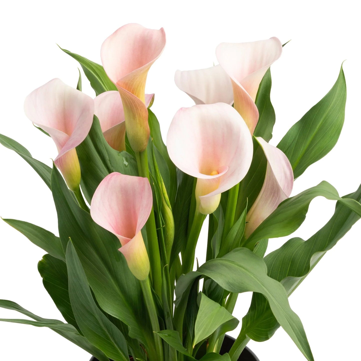 Zantedeschia - Strawberry Blush