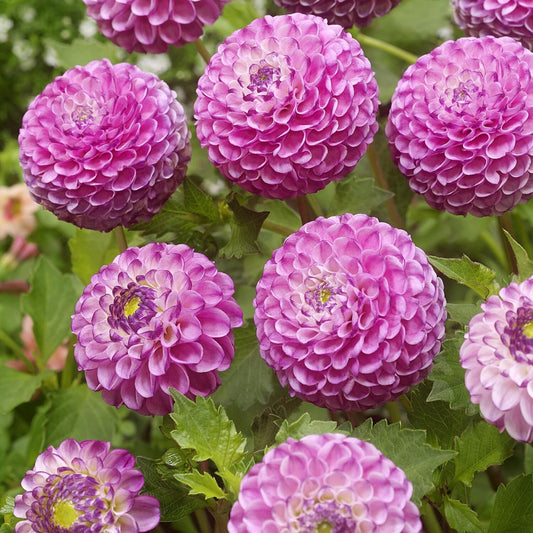 Dahlia Pom Pom - Zippity Do Da