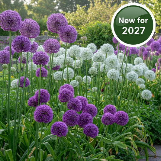 Tall Allium Collection - Elevate your garden with this stunning Allium Collection