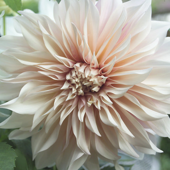 Dahlia Decorative - Cafe Au Lait