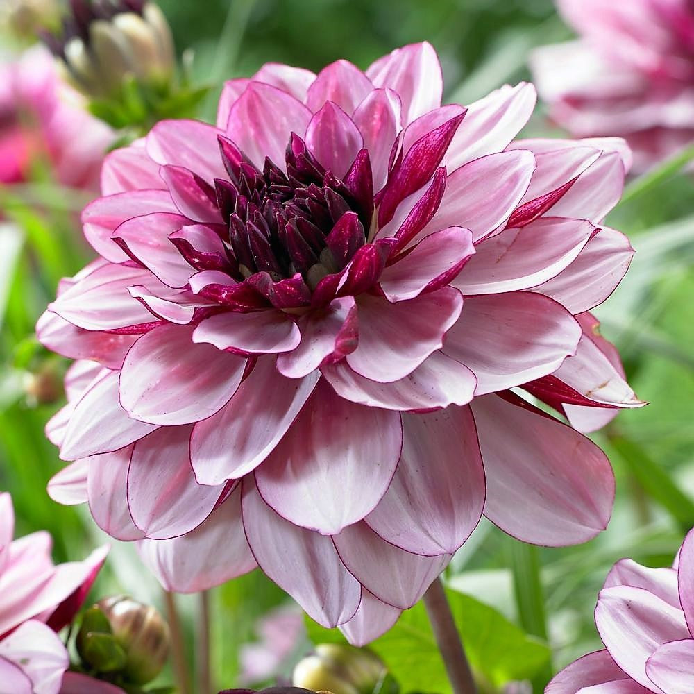 Dahlia Decorative - Crème De Cassis