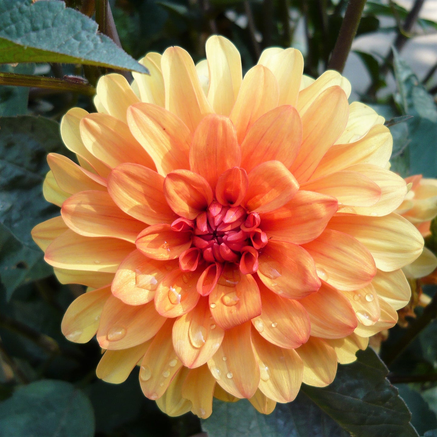 Dahlia Decorative - David Howard