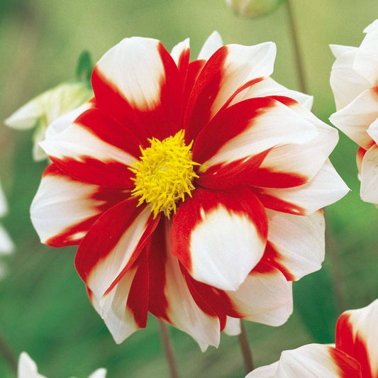 Dahlia Tri Colour - Fire and Ice