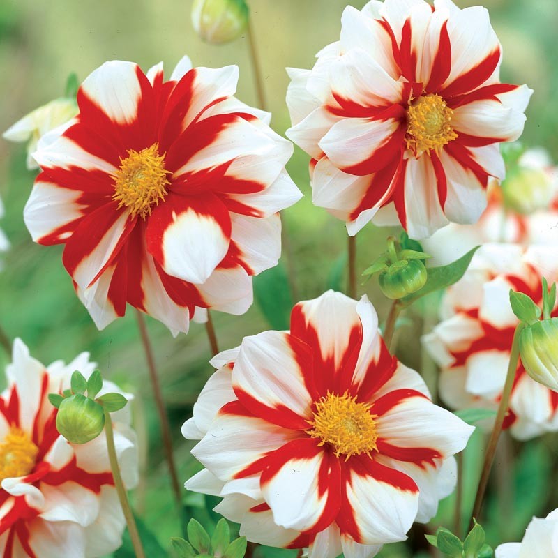 Dahlia Tri Colour - Fire and Ice