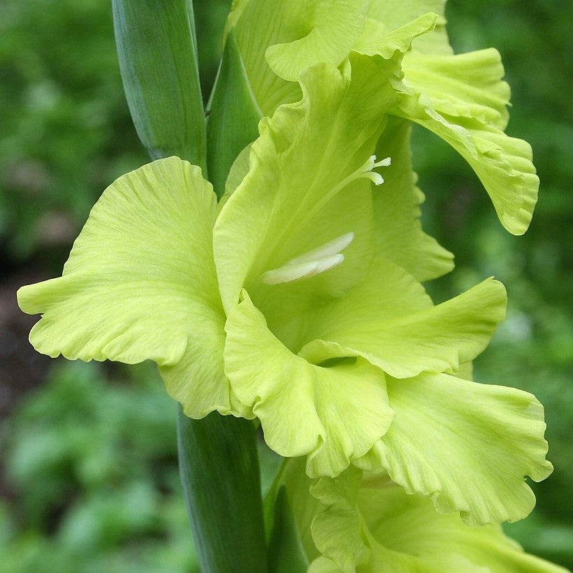 Gladioli Large Flowering - Green Star