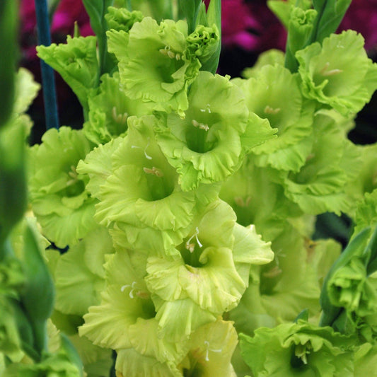 Gladioli Large Flowering - Green Star