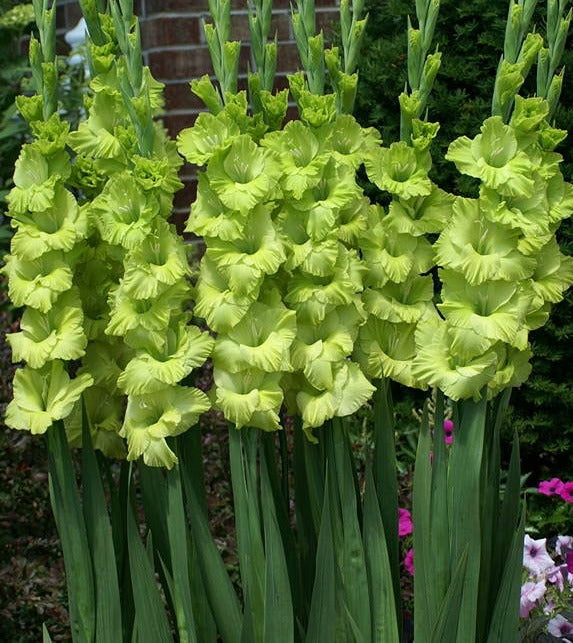 Gladioli Large Flowering - Green Star