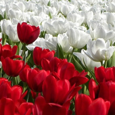 Tulip Red and White Collection.