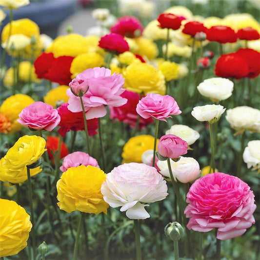 Free Ranunculus Corms with Every Order