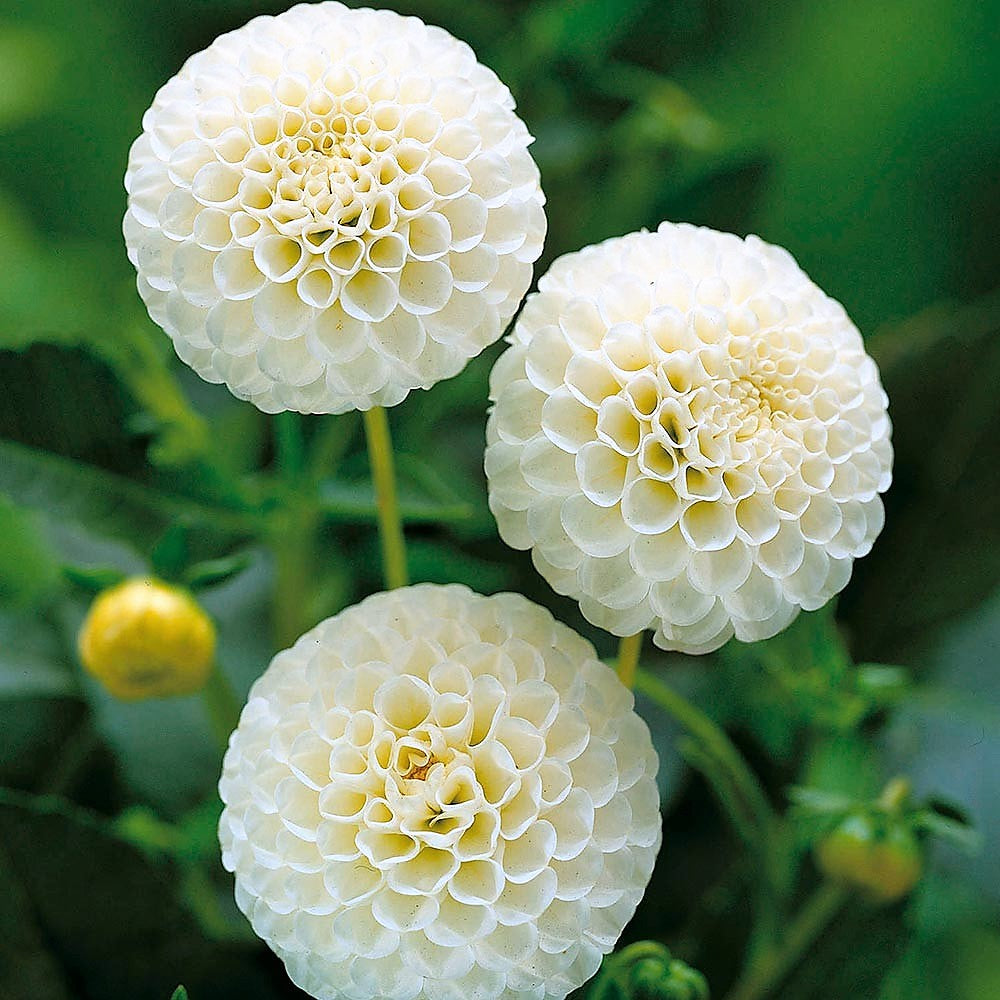 Dahlia Pompom - Snowflake