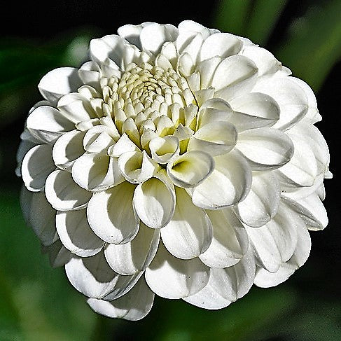 Dahlia Pompom - Snowflake