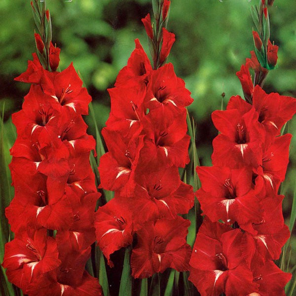 Gladioli Traderhorn