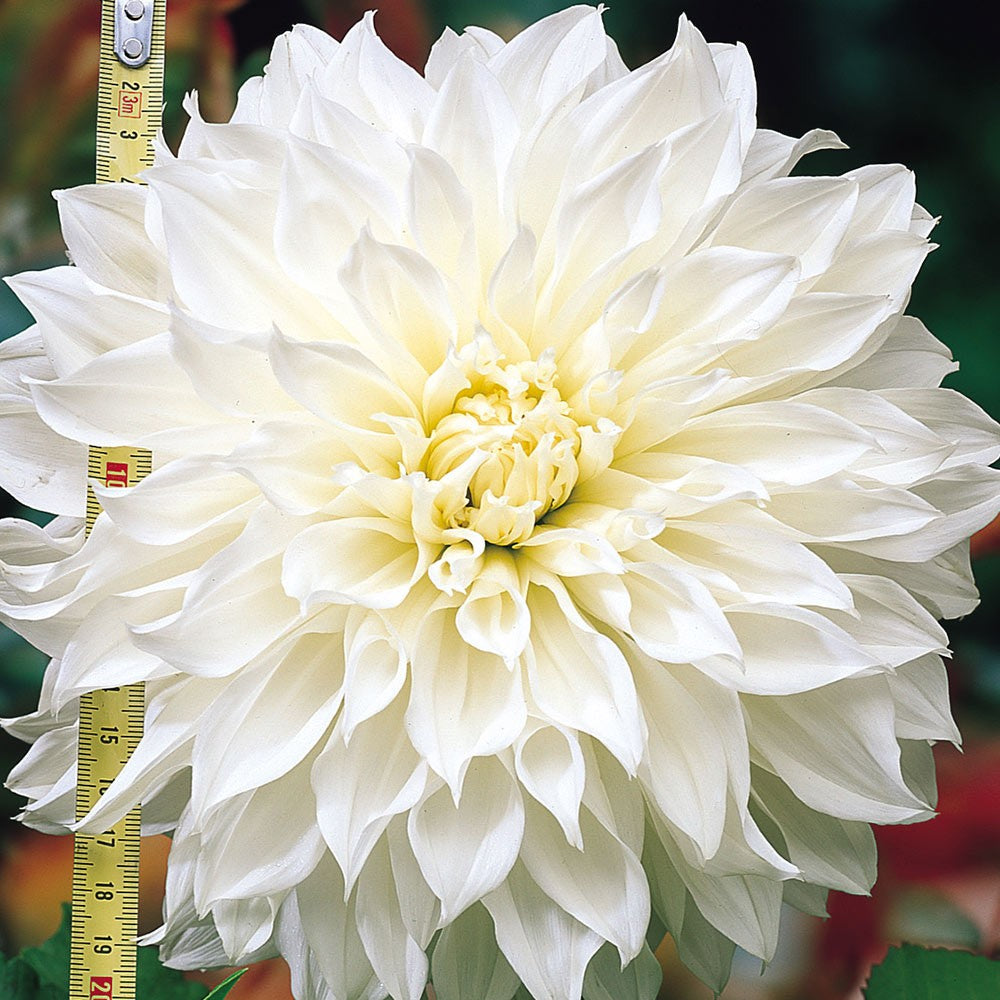 Dahlia Dinnerplate - White Perfection